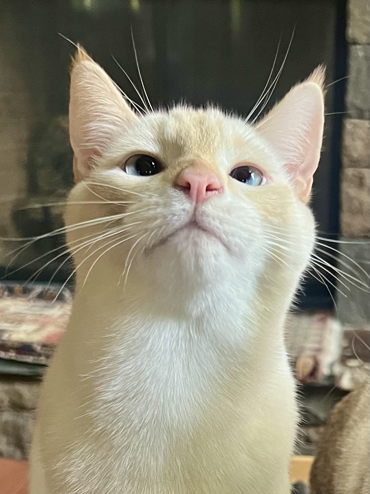 Flame point cat with blue eyes