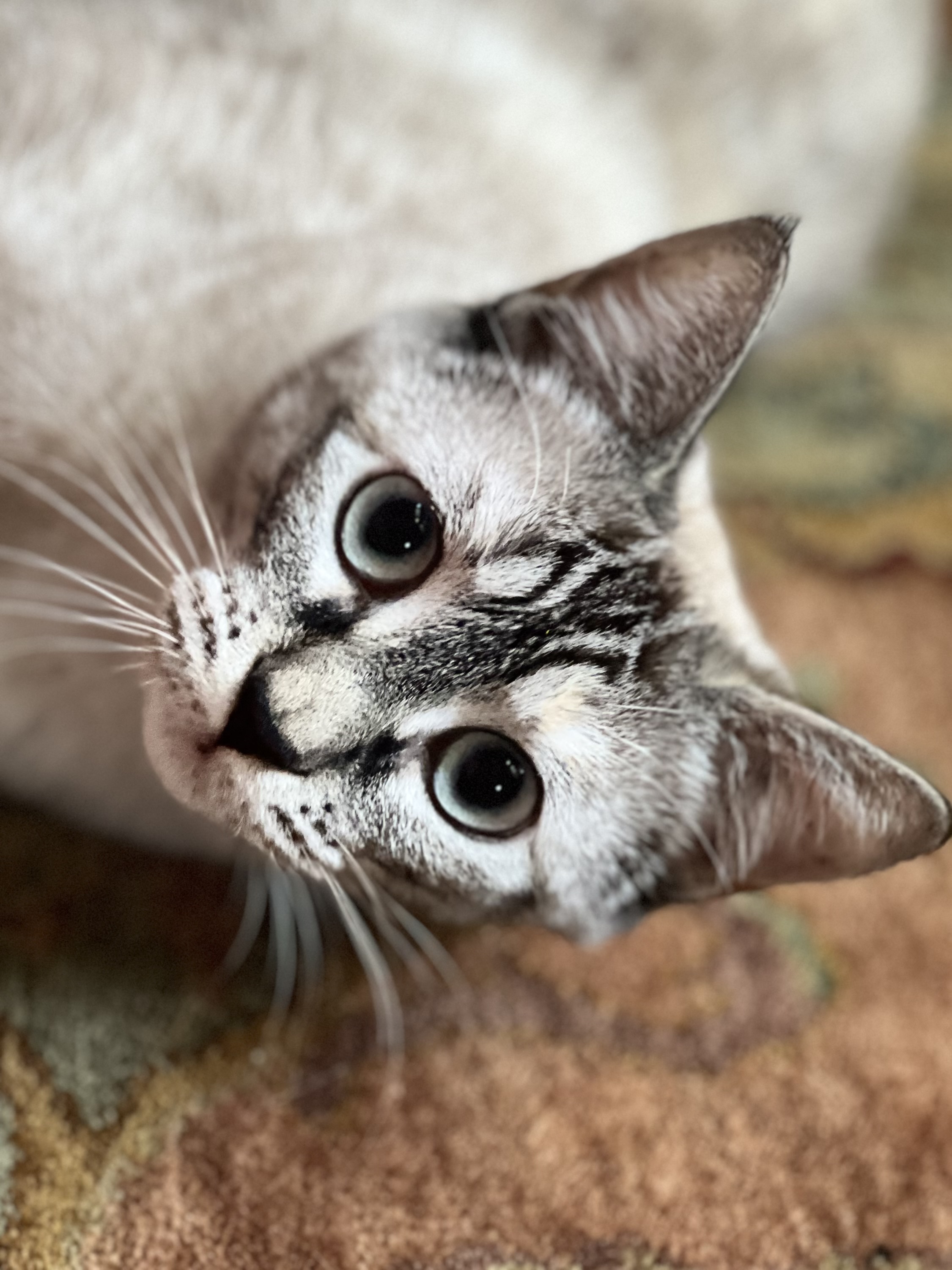 Cat in home care