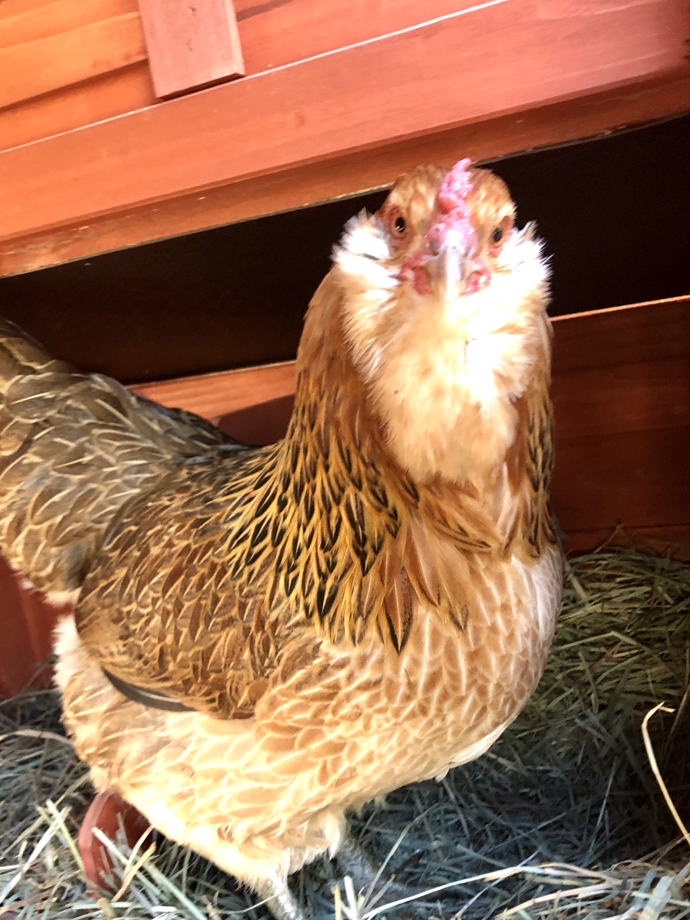 Chicken in care