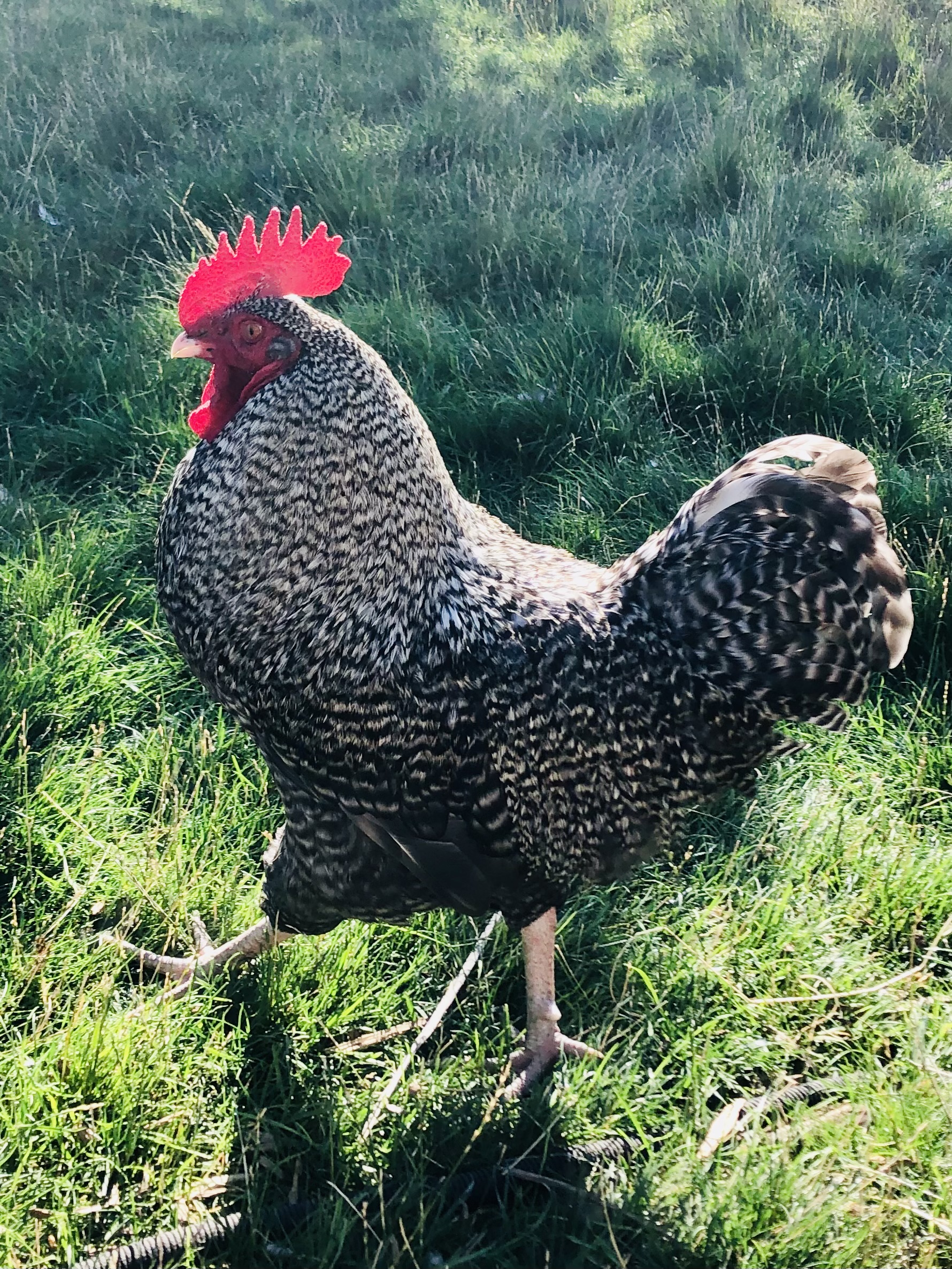 Chicken care