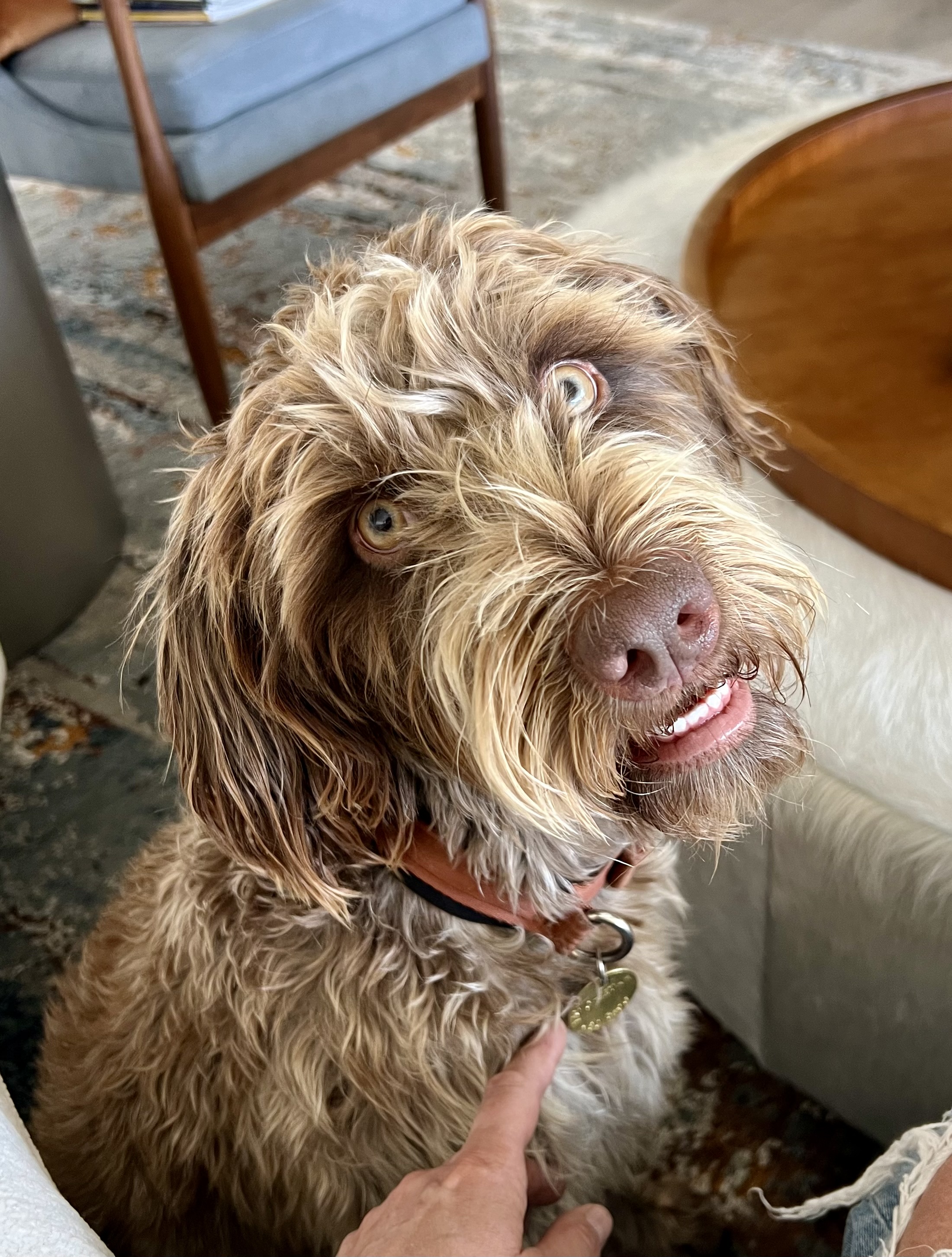 Dog in home care