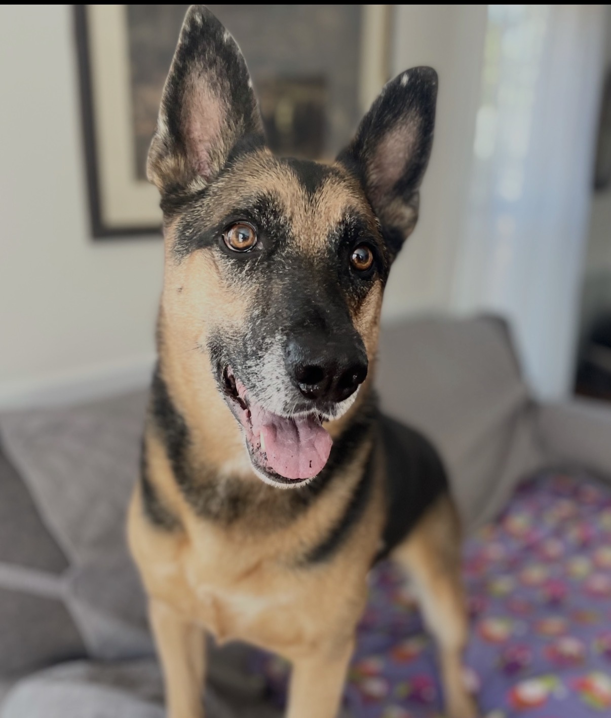 Happy dog enjoying in-home care
