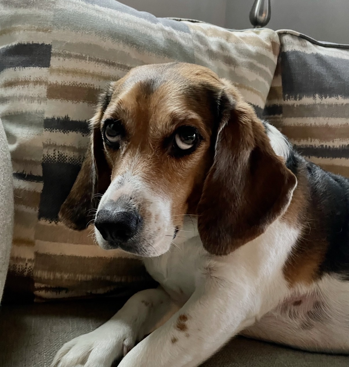 Dog missing their family