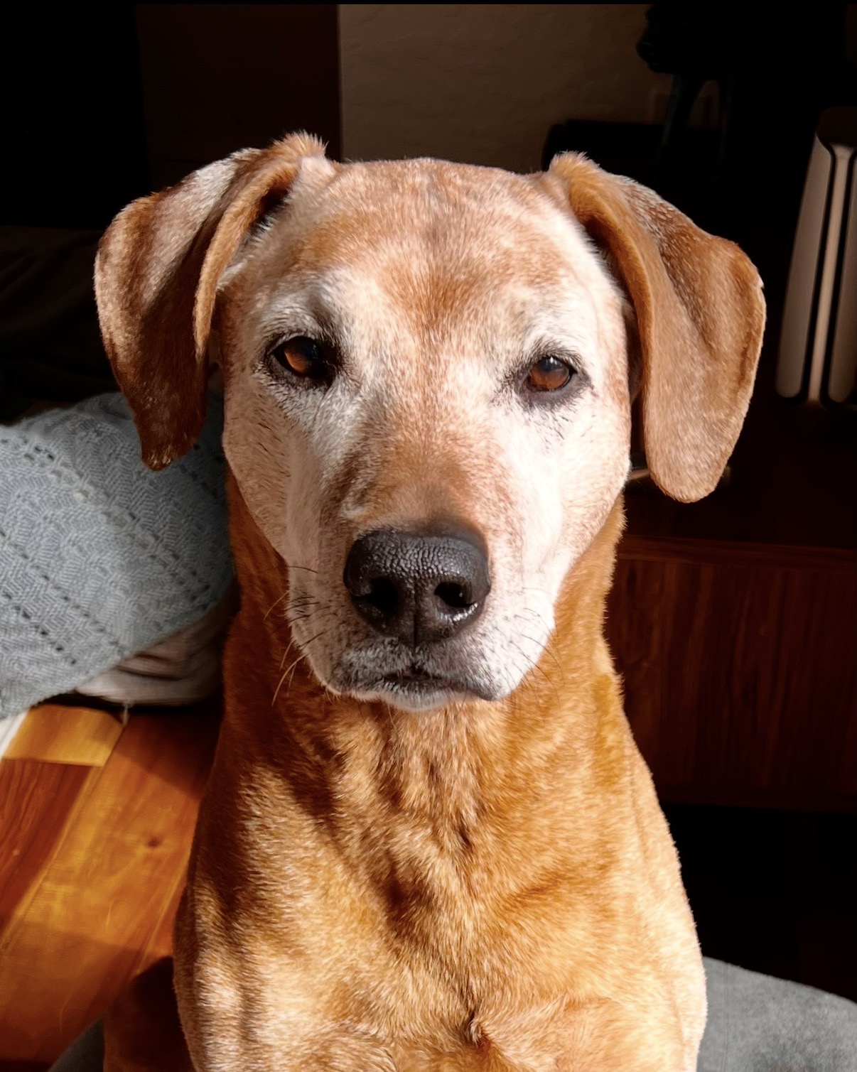 Dog looking attentively