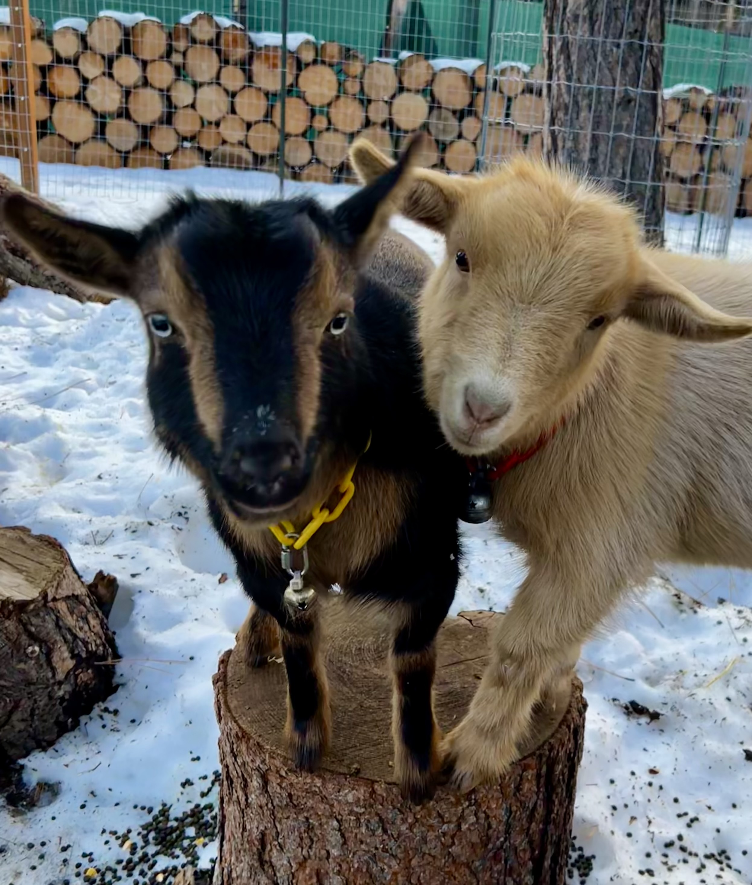Two goats together