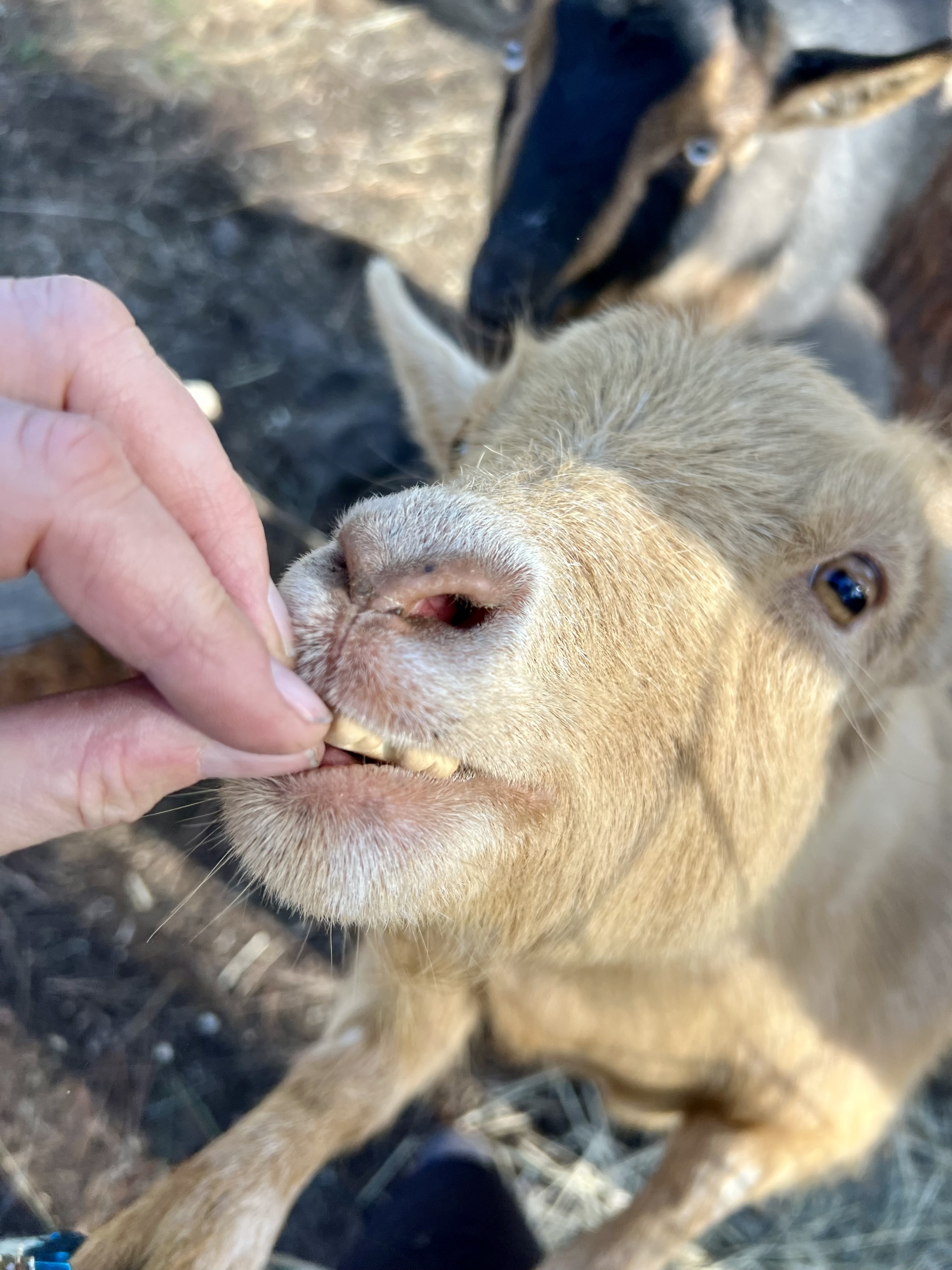 Goat being fed