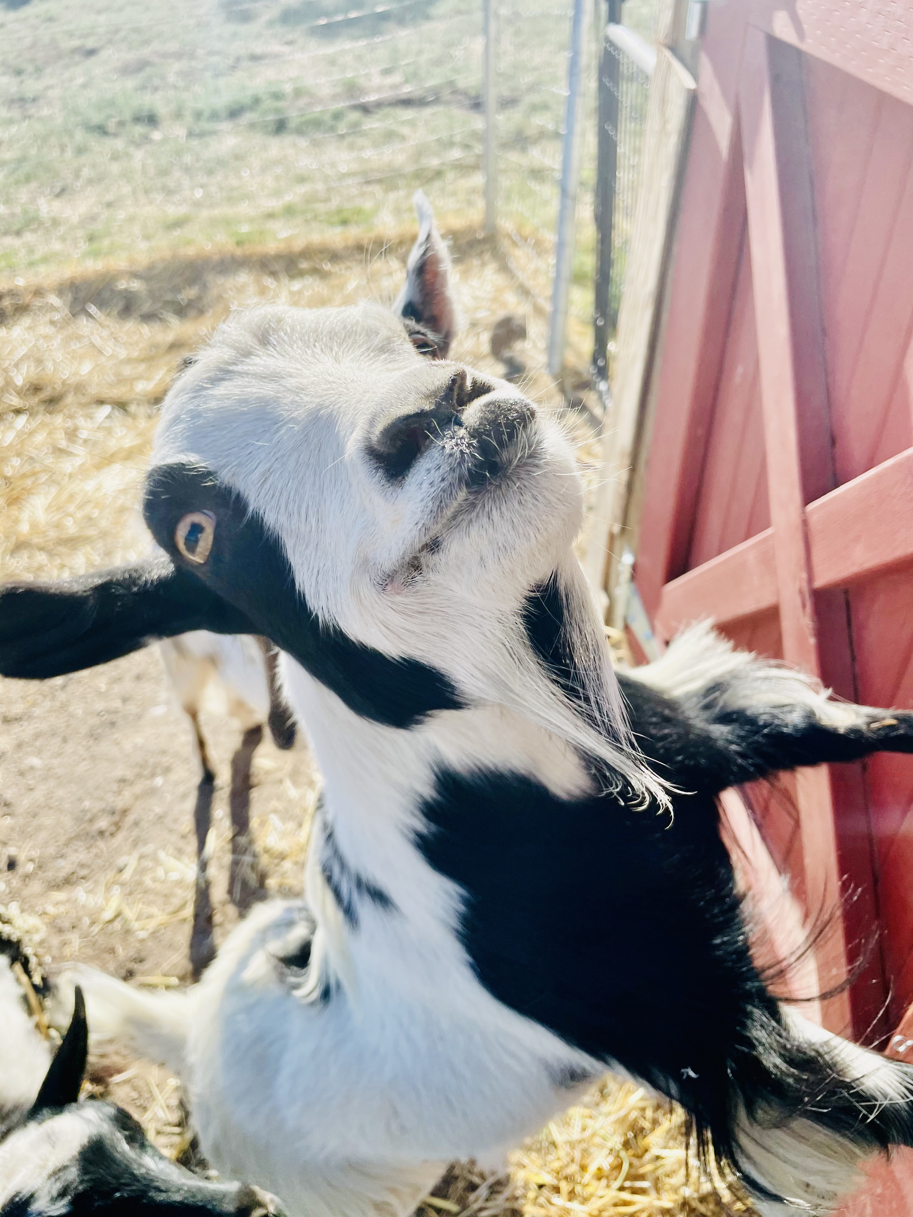 Happy goat