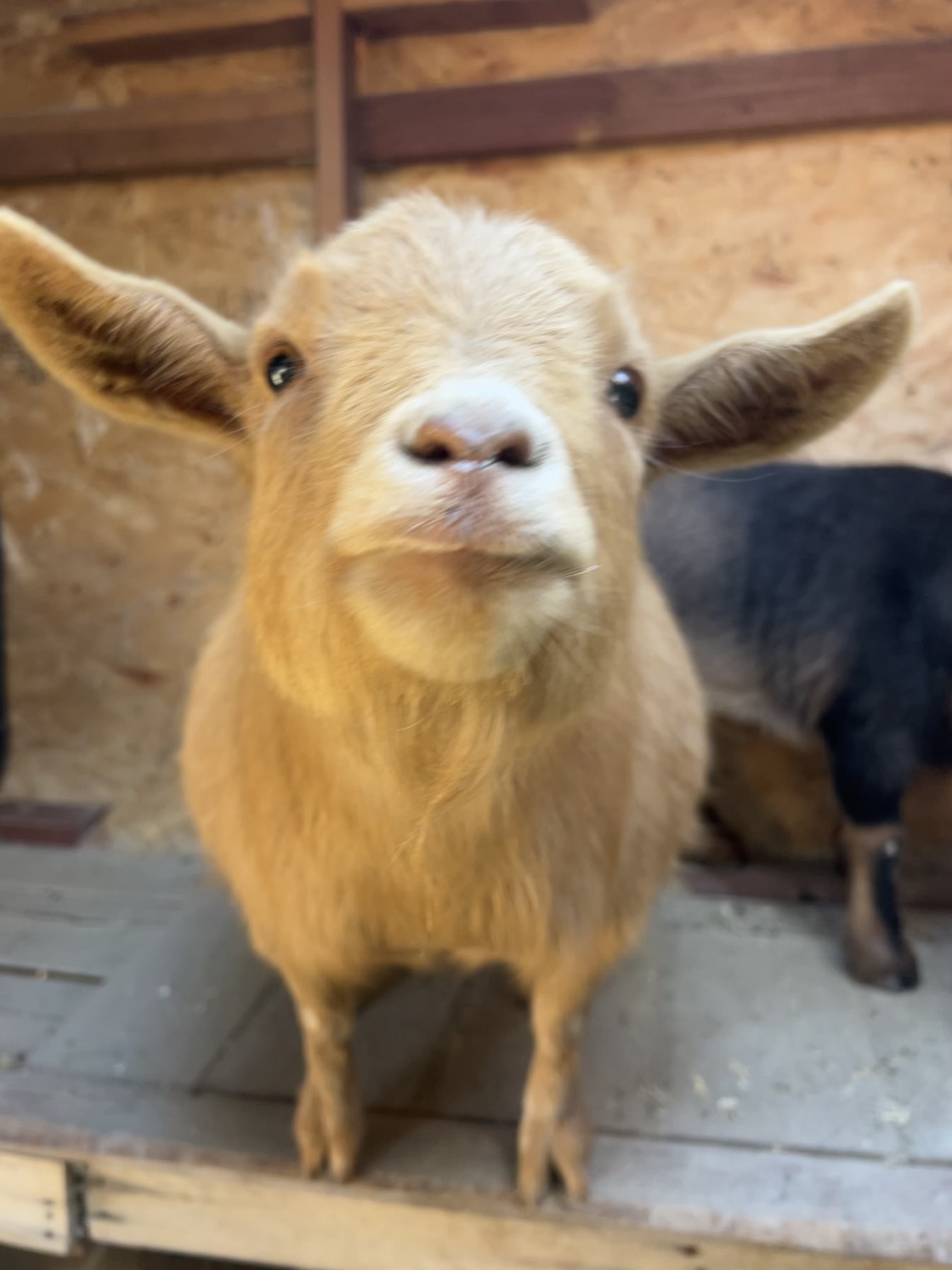 Single goat